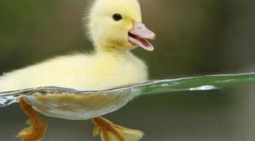 duck-water