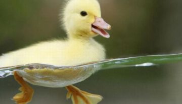 duck-water