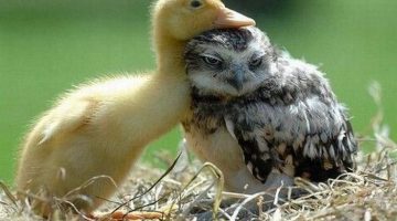 duckling-owl