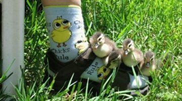 ducklings