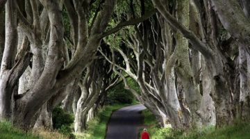 giant-treed-road