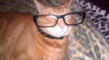 glasses-cat