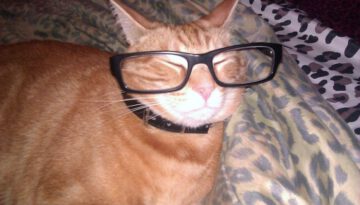 glasses-cat