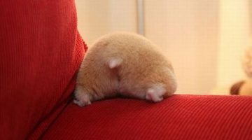 hamster-bum