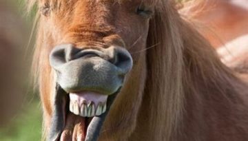 horse-laugh