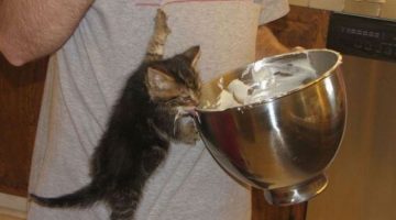 kitten-cooking