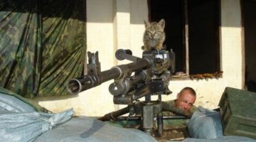 kitten-gun