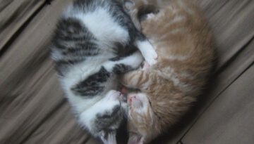 kitten-sleep-heart