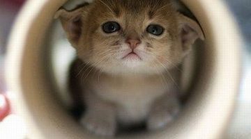 kitten-tube