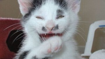 laughing-cat