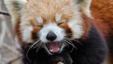laughing-red-panda