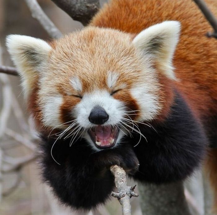 laughing-red-panda.jpg