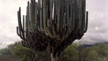 massive-cactus