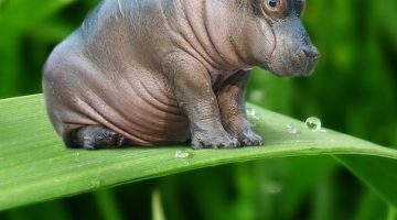 miniature-hippo