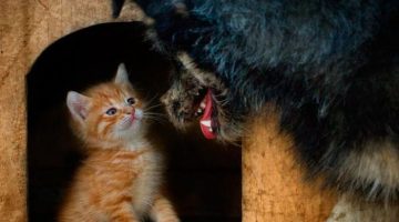 not-scared-kitten