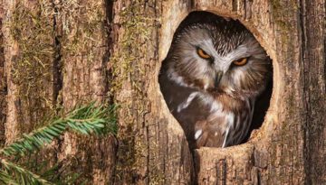 owl-tree