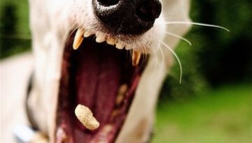 peanut-dog