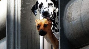 peeking-friends