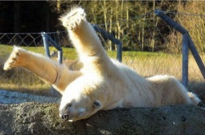 Polar Bear Stretch - 1Funny.com