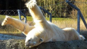 polar-bear-stretch