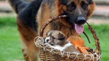 puppy-basket