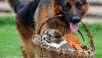 puppy-basket