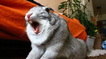 rabbit-yawn