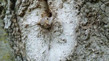 squirrel-peek