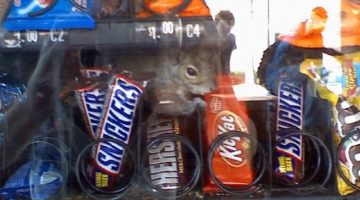 squirrel-vending-machine