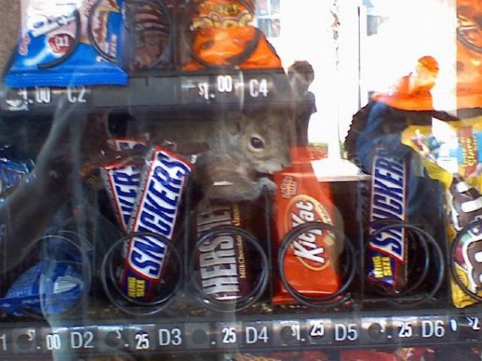 Squirrel Vending Machine