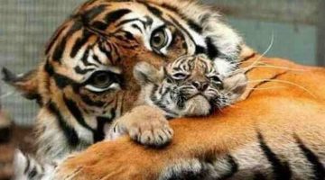 tiger-and-cub