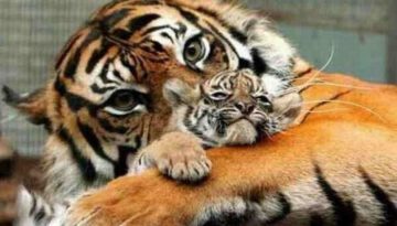 tiger-and-cub