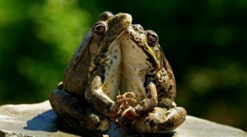 toads-in-loave