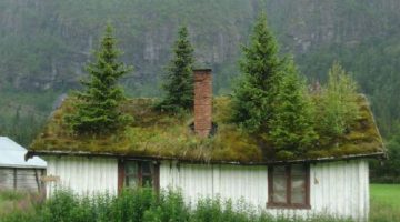 trees-on-roof