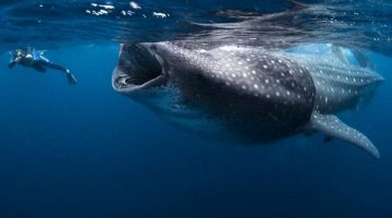 whale-lunch