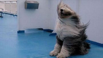 windy-dog
