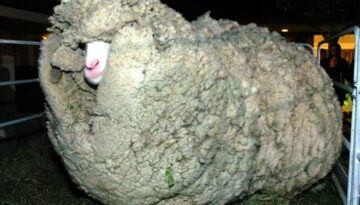 wool-sheep