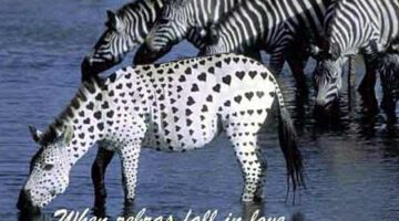 When Zebras Fall in Love