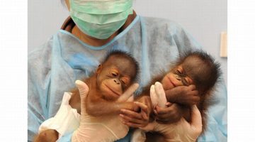 baby-chimps