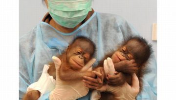 baby-chimps