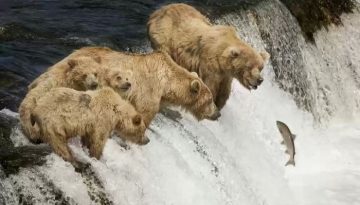 bears-waterfall