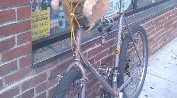 bike-cat