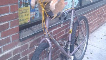 bike-cat