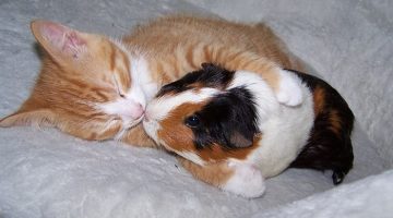 cat-and-guinea-pig