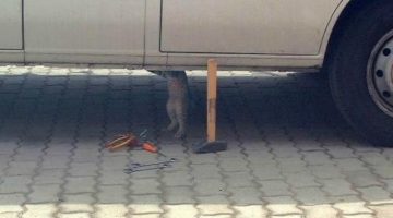 cat-mechanic