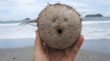 coconut-face