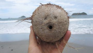 coconut-face