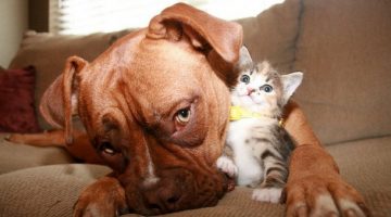 dog-kitten-friends