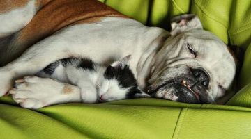 dog-kitten-sleeping