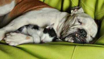 dog-kitten-sleeping